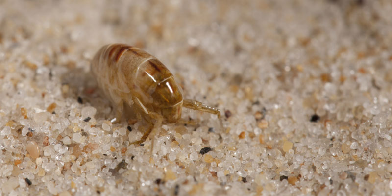 Fleas Control Solution Sydney Pest Control